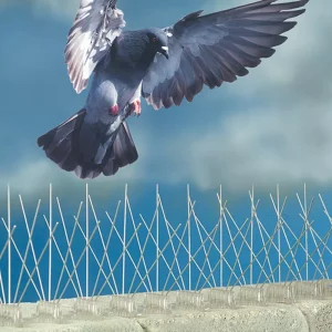 شركة مكافحه حمام بدبي