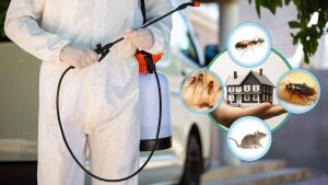 شركة مكافحة حشرات في دبي بـ20%خصم لمنزل خالٍ من الحشرات بضمان اتصل 0545598952 الان